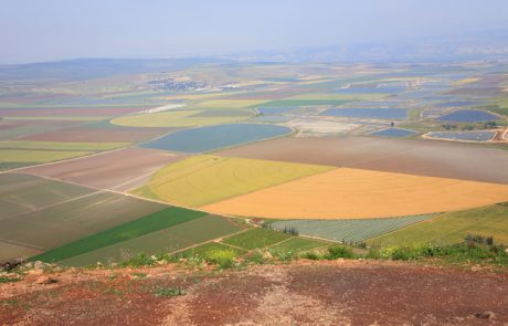 שיטות להרחקת עטלפים – מה באמת עובד?